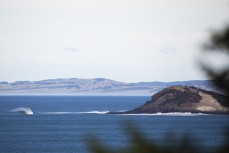 A big swell hits a remote break near Dunedin, New Zealand.Credit: www.boxoflight.com/Derek Morrison