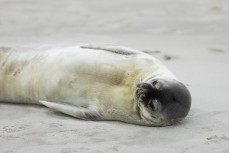 A rare sighting of a Weddell Seal (Leptonychotes weddellii) as it rests on the beach at Middles near St Clair, Dunedin, New Zealand.
Credit: www.boxoflight.com/Derek Morrison