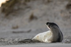 A Weddell Seal (Leptonychotes weddellii) rests on the beach after being attacked by a dog at Middles Beach near St Clair, Dunedin, New Zealand.
Credit: www.boxoflight.com/Derek Morrison