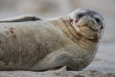 A Weddell Seal (Leptonychotes weddellii) rests on the beach after being attacked by a dog at Middles Beach near St Clair, Dunedin, New Zealand.
Credit: www.boxoflight.com/Derek Morrison