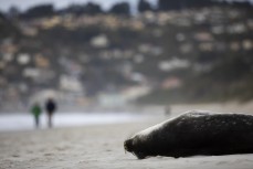 A rare sighting of a Weddell Seal (Leptonychotes weddellii) as it rests on the beach at Middles near St Clair, Dunedin, New Zealand.
Credit: www.boxoflight.com/Derek Morrison