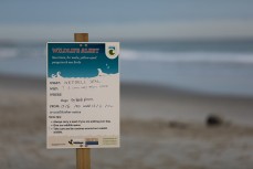 Doc sign after a Weddell Seal (Leptonychotes weddellii) was attacked by a dog at Middles Beach near St Clair, Dunedin, New Zealand.
Credit: www.boxoflight.com/Derek Morrison