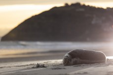 A Weddell Seal (Leptonychotes weddellii) rests on the beach after being attacked by a dog at Middles Beach near St Clair, Dunedin, New Zealand.
Credit: www.boxoflight.com/Derek Morrison