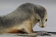 Young sea lion (Phocarctos hookeri) on the beach at Blackhead Beach, Dunedin, New Zealand.Credit: www.boxoflight.com/Derek Morrison