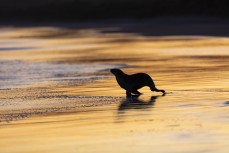 Young sea lion (Phocarctos hookeri) on the beach at Blackhead Beach, Dunedin, New Zealand.Credit: www.boxoflight.com/Derek Morrison