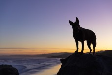 Remi at Blackhead Beach, Dunedin, New Zealand.Credit: www.boxoflight.com/Derek Morrison