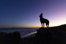 Remi howling at the moon at Blackhead, Dunedin, New Zealand.Credit: www.boxoflight.com/Derek Morrison