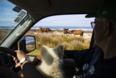 Local kaumatua Robin Collins watches horses at the Seaweed Pickers near Ahipara, Northland, New Zealand.
