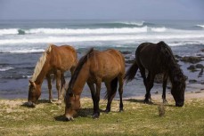 Wild horses graze at the Seaweed Pickers near Ahipara, Northland, New Zealand.