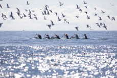 Seabirds fly over a waka ama team during the Pearl of the North waka ama race held near Te Tii, Northland, New Zealand.