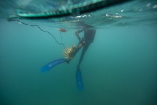 Reid Forrest with some crays on the line during a visit to the Forrest family bach at Yncyca Bay, Pelorus Sound, Marlborough, New Zealand.