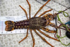 A large crayfish caught during a visit to the Forrest family bach at Yncyca Bay, Pelorus Sound, Marlborough, New Zealand.