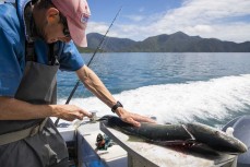 Reid Forrest fillets a kingfish during a visit to the Forrest family bach at Yncyca Bay, Pelorus Sound, Marlborough, New Zealand.