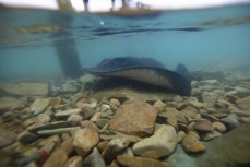 Steve the resident 1m wide black stingray rests in the shallows beneath a wharf during a visit to the Forrest family bach at Yncyca Bay, Pelorus Sound, Marlborough, New Zealand.