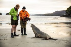 On assignment during a Department of Conservation sea lion pup tagging trip to Port Pegasus, Stewart Island, New Zealand.