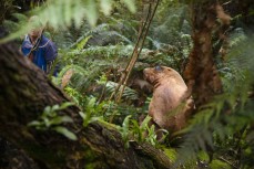 On assignment during a Department of Conservation sea lion pup tagging trip to Port Pegasus, Stewart Island, New Zealand.