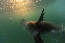 Young male sea lion (Phocarctos hookeri) enjoys the waves during an evening session at Blackhead, Dunedin, New Zealand. Photo: Derek Morrison