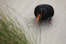 A ariable oystercatcher (Haematopus unicolor) at a remote beachbreak in the Catlins, New Zealand. Photo: Derek Morrison