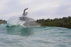 Josh Thickpenny revels in clean, glassy waves at Blackhead, Dunedin, New Zealand.
Credit: www.boxoflight.com/Derek Morrison