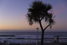 Dawn cabbage tree at St Clair, Dunedin, New Zealand.
Credit: www.boxoflight.com/Derek Morrison