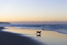Dawn dog run at St Clair, Dunedin, New Zealand.
Credit: www.boxoflight.com/Derek Morrison
