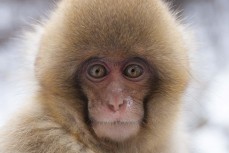 Snow monkey during winter near Nozawa Onsen, Japan.