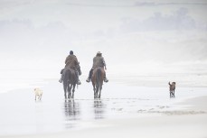 Horses at Blackhead, Dunedin, New Zealand.Credit: www.boxoflight.com/Derek Morrison
