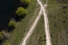 Merino sheep string out during a muster around Conroys Dam near Alexandra, Central Otago, New Zealand. Photo: Derek Morrison