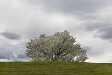 A blossom tree at Alexandra, Central Otago, New Zealand. Photo: Derek Morrison