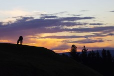 A horse grazes at sunset on farmland near Mosgiel, Otago, New Zealand. Photo: Derek Morrison