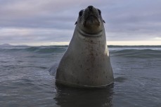 A curious bystander who turned up during a shoot at Aramoana last week. Dunedin, New Zealand.Credit: www.boxoflight.com/Derek Morrison