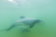Hector's dolphin in Porpoise Bay, Southland, New Zealand. 