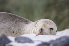This is Phyllis, a rising three-year-old female sea lion born to Moana at Boulder Beach. Here she rests at Blackhead, Dunedin, New Zealand.Credit: www.boxoflight.com/Derek Morrison