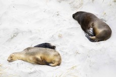 A new sea lion pup is born at Aramoana, Dunedin, New Zealand.Credit: www.boxoflight.com/Derek Morrison