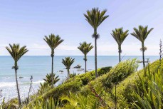 Nikau palms at Fox River, West Coast, New Zealand.