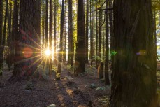 The Redwood forest, Rotorua, New Zealand.