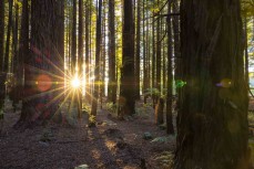 The Redwood forest, Rotorua, New Zealand.