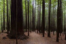 The Redwood forest, Rotorua, New Zealand.