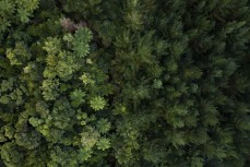 Forest at Mt Edgecumbe, Kawerau, New Zealand.
