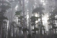 Forestry block near Whakamaru, Waikato, New Zealand.