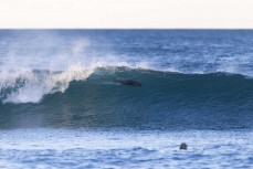 Sea lion surfing at St Clair, Dunedin, New Zealand.
Credit: Derek Morrison