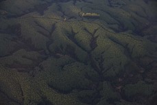 Aerial view of the pine forest near Dunedin, New Zealand.
Photo: Derek Morrison