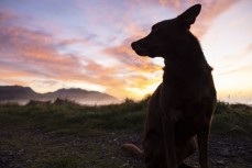 Sunrise at Kaikoura, New Zealand.Photo: Derek Morrison
