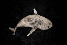 A decomposing humpback whale carcass washed up on the coastline near Warrington, Dunedin, New Zealand.