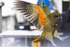 Cheeky kea at Treble Cone, Central Otago, New Zealand.