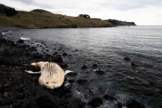 A decomposing humpback whale carcass washed up on the coastline near Warrington, Dunedin, New Zealand.