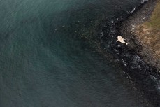 A decomposing humpback whale carcass washed up on the coastline near Warrington, Dunedin, New Zealand.