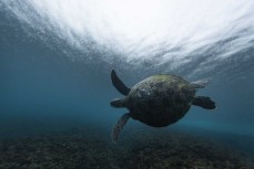 Turtle swims beneath the waves at Thunders  in the Mentawais Island chain, Western Sumatra, Indonesia.