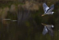 White-faced heron at Otokia Creek, Brighton, Dunedin, New Zealand.