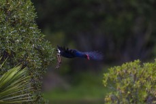 Pukeko at Otokia Creek, Brighton,, Dunedin, New Zealand.
